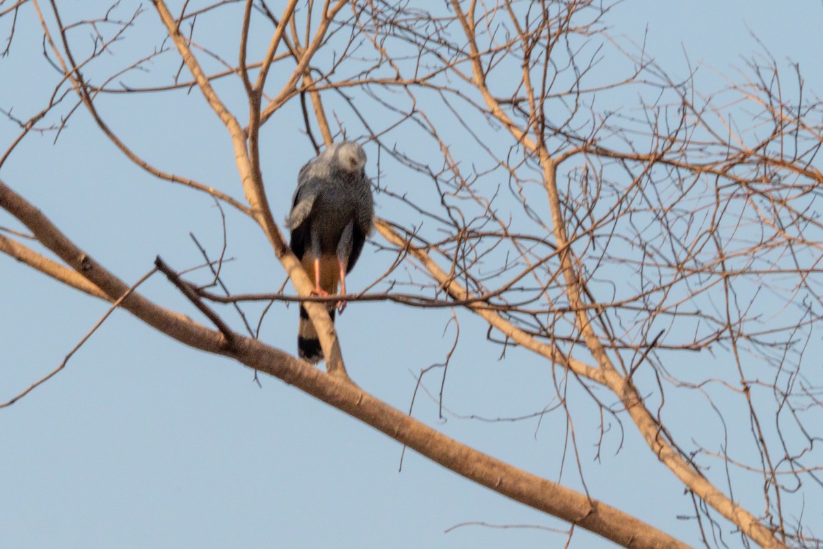 Crane Hawk - ML394048651