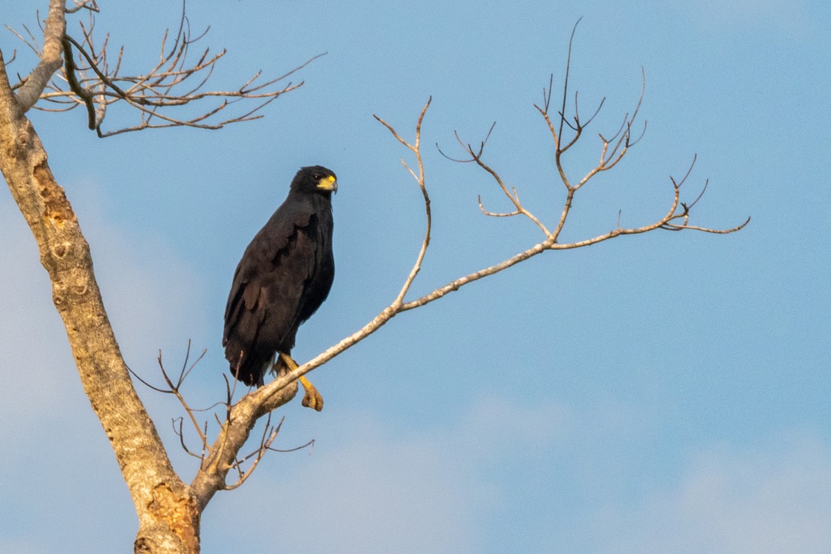 Great Black Hawk - ML394048691