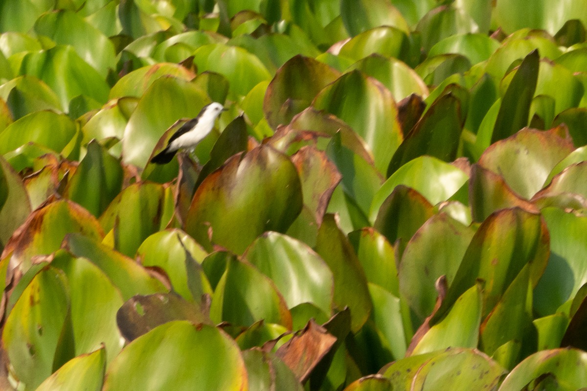 Black-backed Water-Tyrant - ML394048721