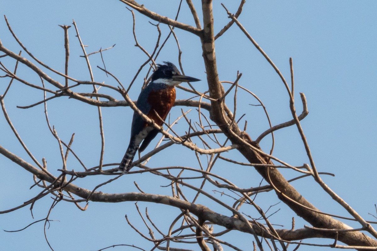 Ringed Kingfisher - ML394048901
