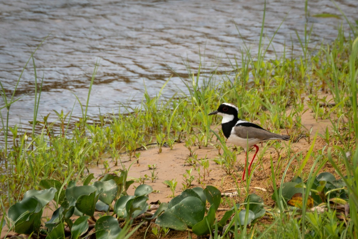 Pied Plover - ML394048921