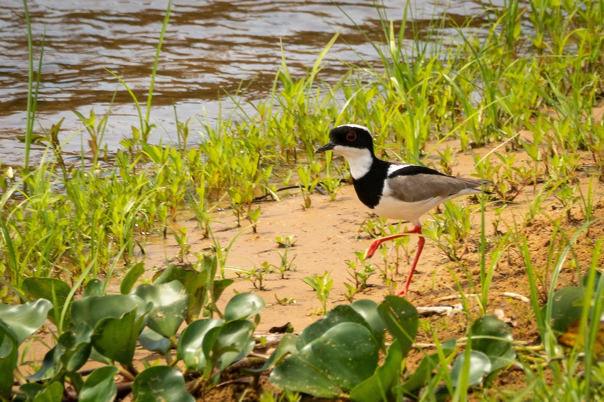 Pied Plover - ML394048931