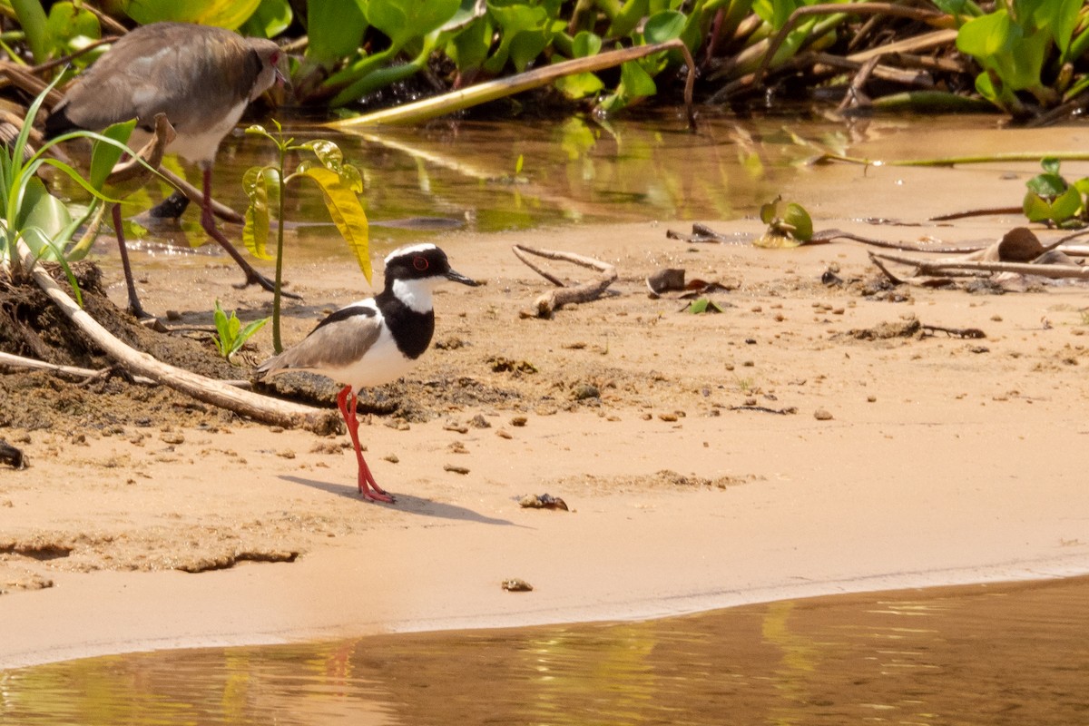 Pied Plover - ML394048941