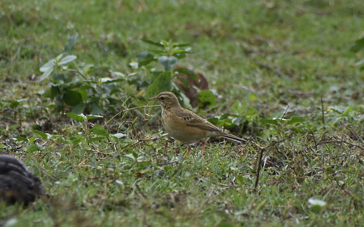 Paddyfield Pipit - ML394049791