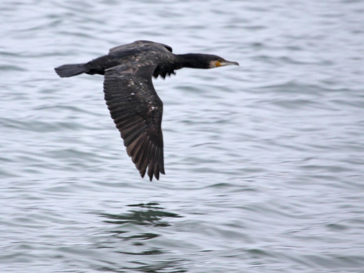 Great Cormorant - ML394049821