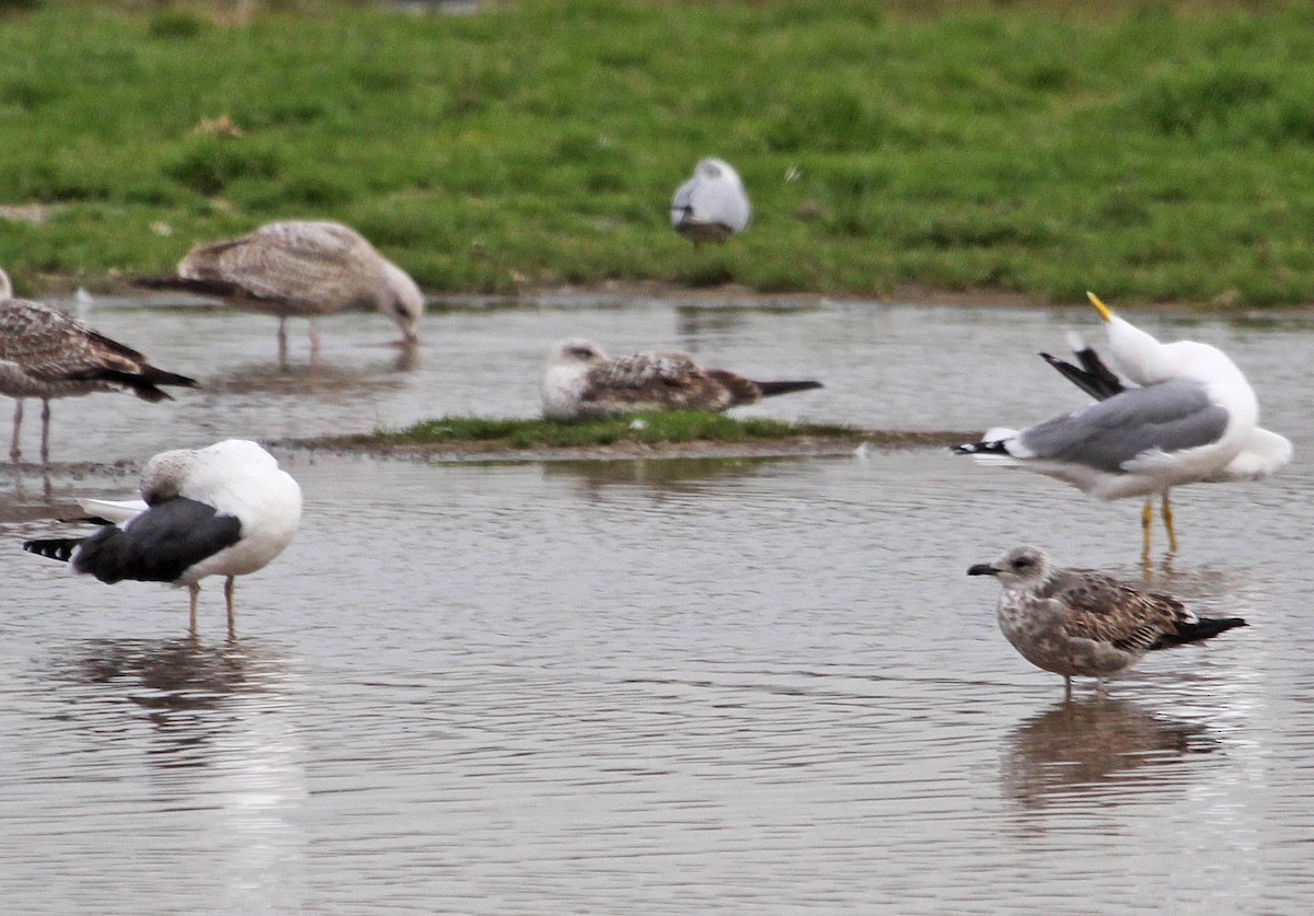 Common Gull - Ricardo Santamaria