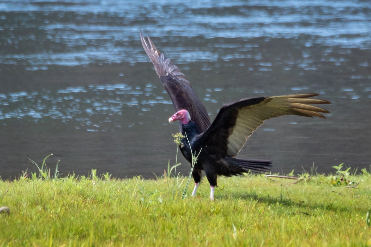 Turkey Vulture - ML394050611