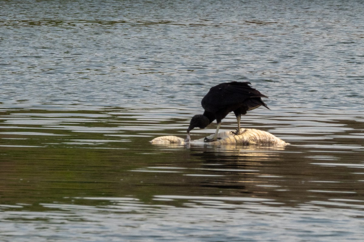 Black Vulture - ML394050661