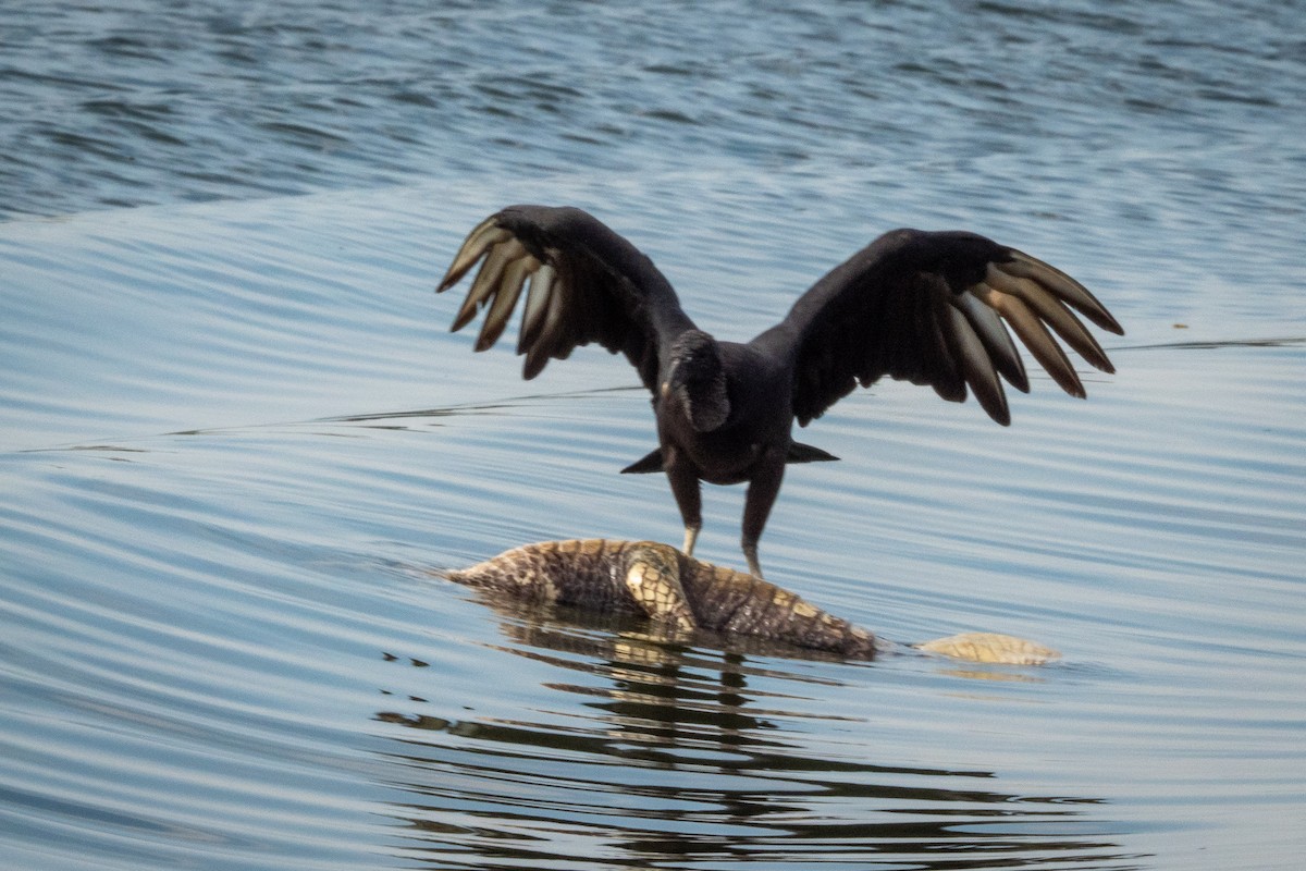 Black Vulture - ML394050671