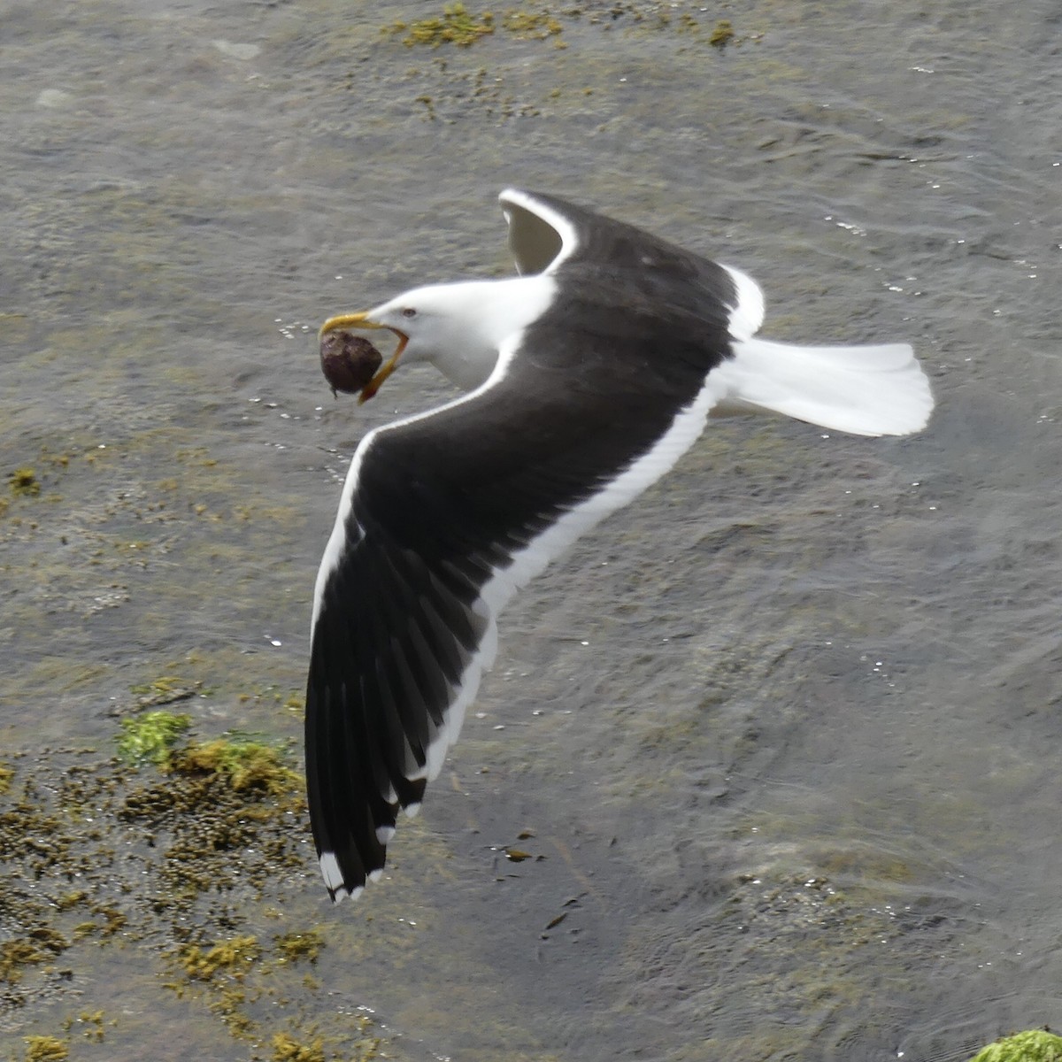 Kelp Gull - ML394051831