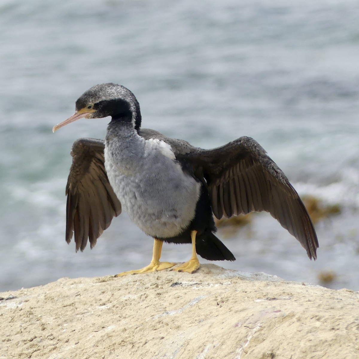 Spotted Shag - ML394051891