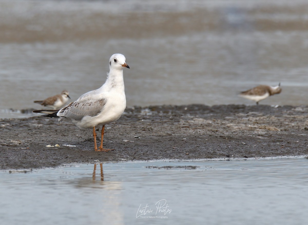 Mouette rieuse - ML394052841
