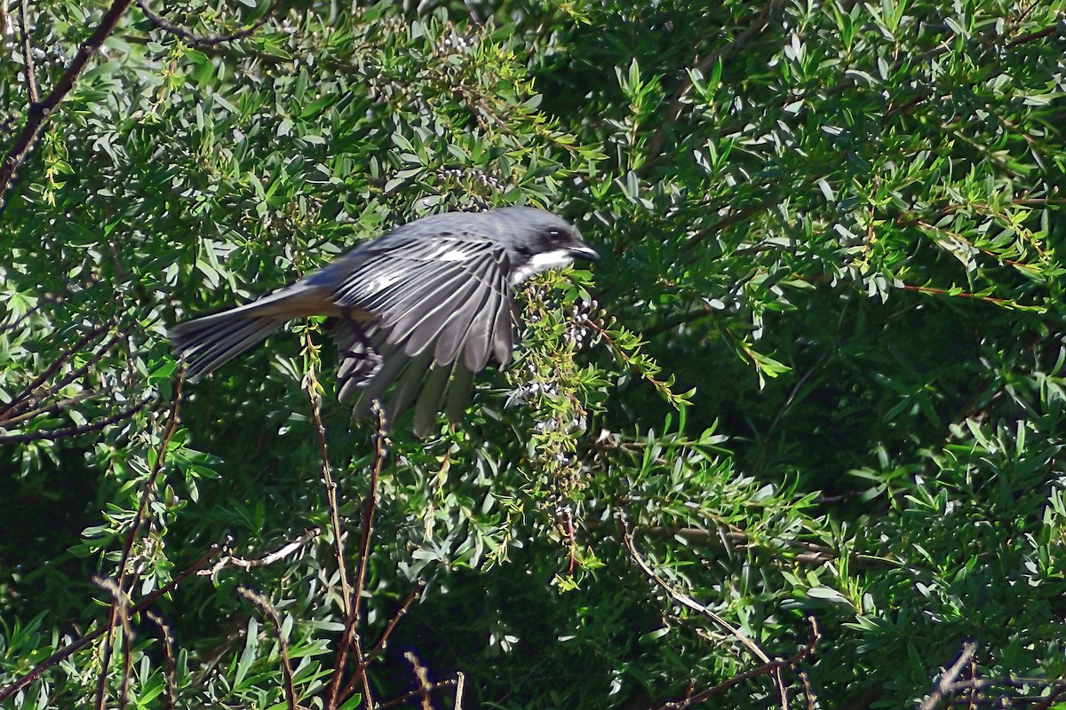 Rufous Whistler - ML394053491