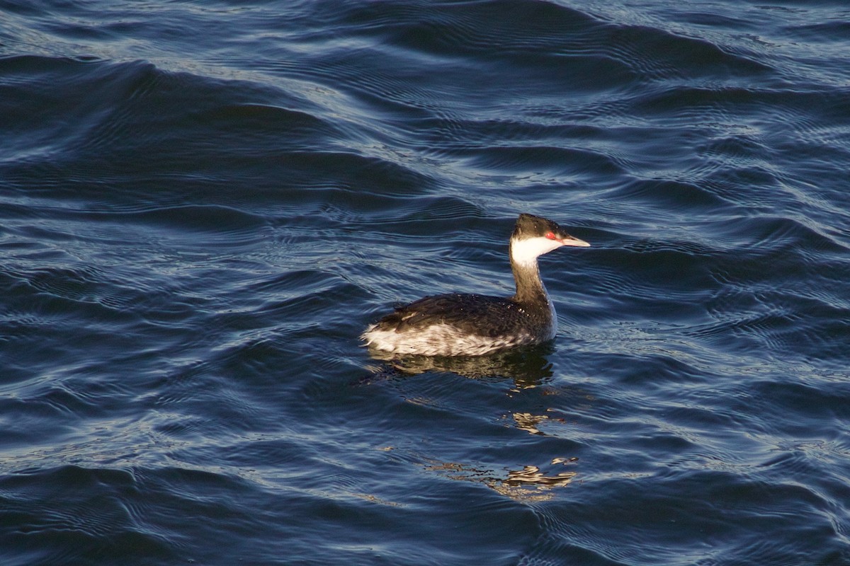 Horned Grebe - Loyan Beausoleil