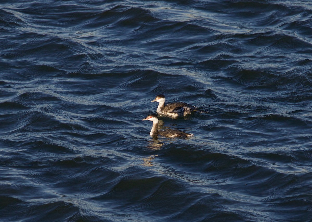 Horned Grebe - ML394060331