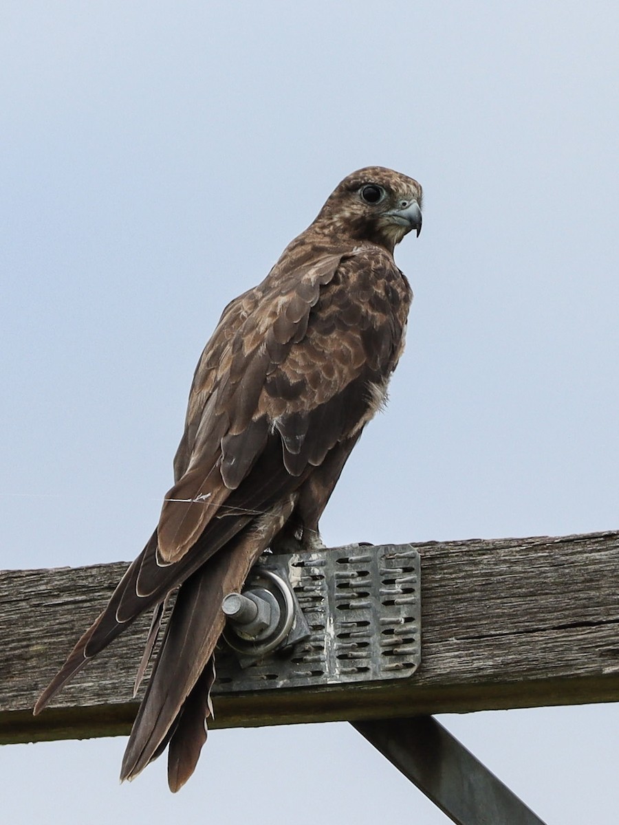 Black Falcon - Luke sbeghen