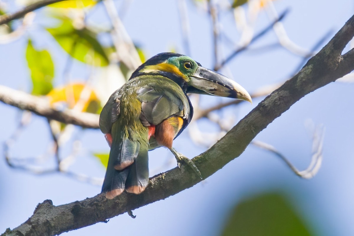 Toucanet de Gould - ML394062581