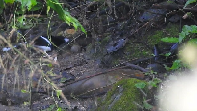 White-crowned Forktail - ML394063941