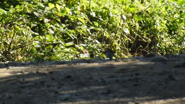 White-crowned Forktail - ML394063961