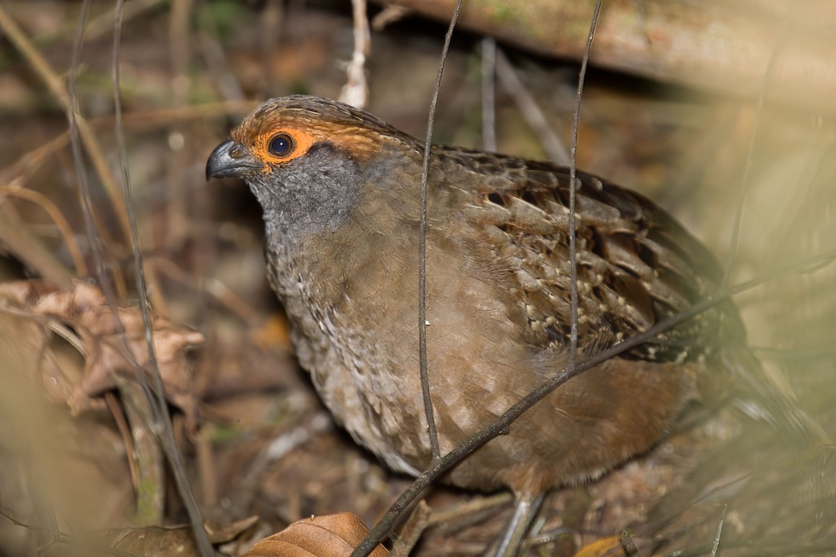 Spot-winged Wood-Quail - ML394065241