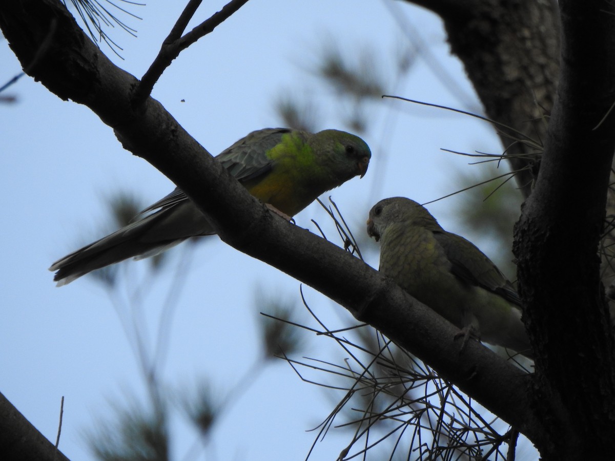 Red-rumped Parrot - ML394066381