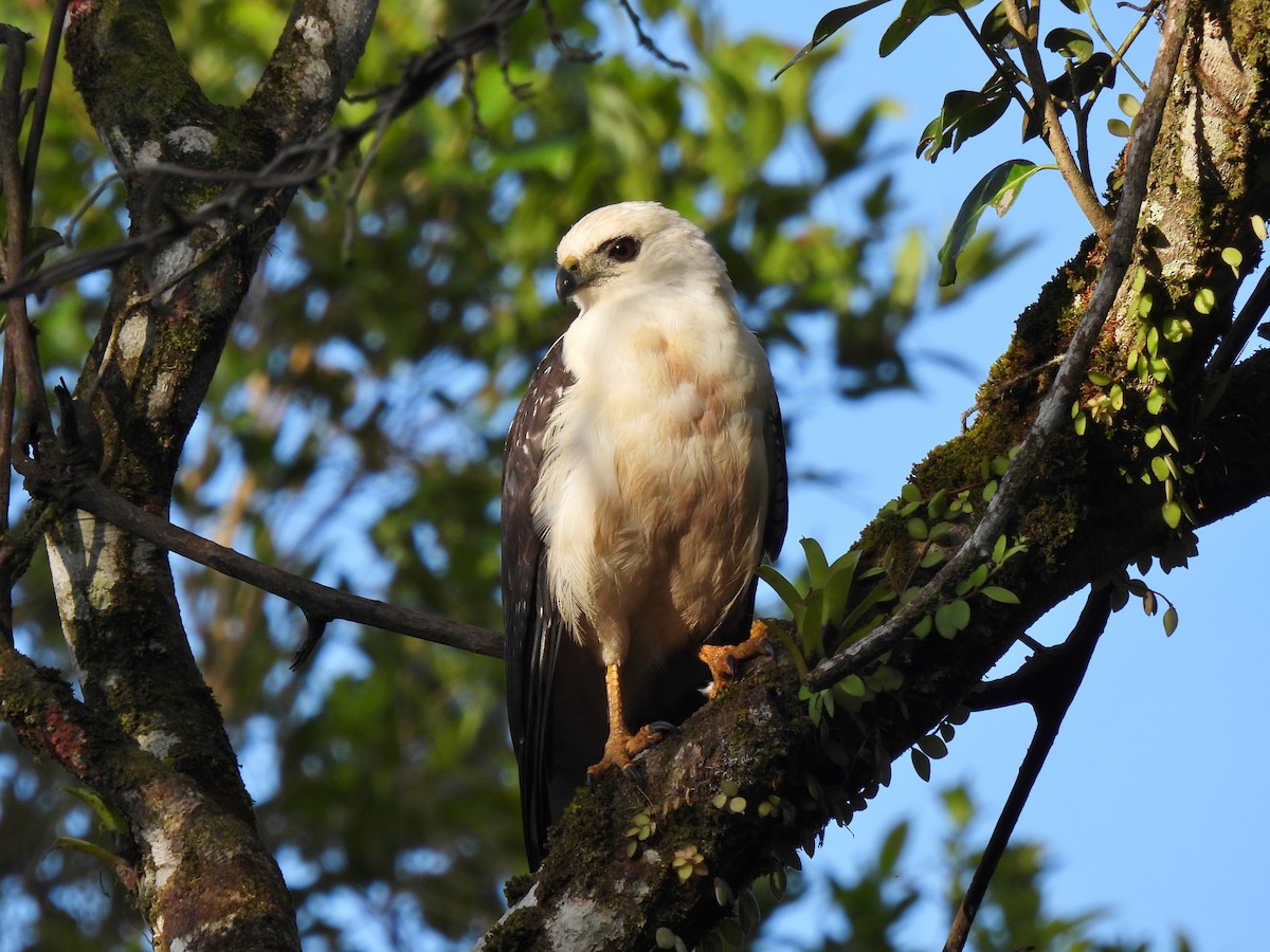 White-necked Hawk - Leandro Corrêa