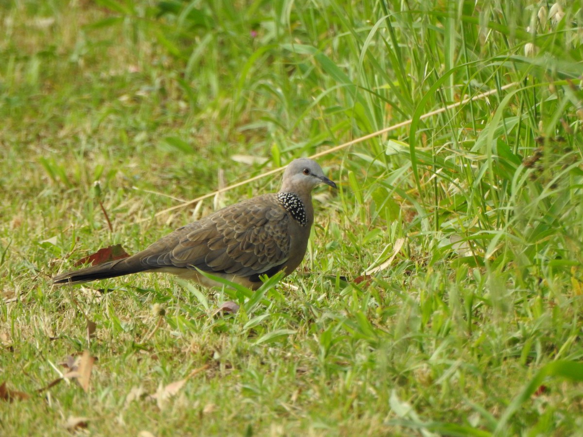 Spotted Dove - ML394066521