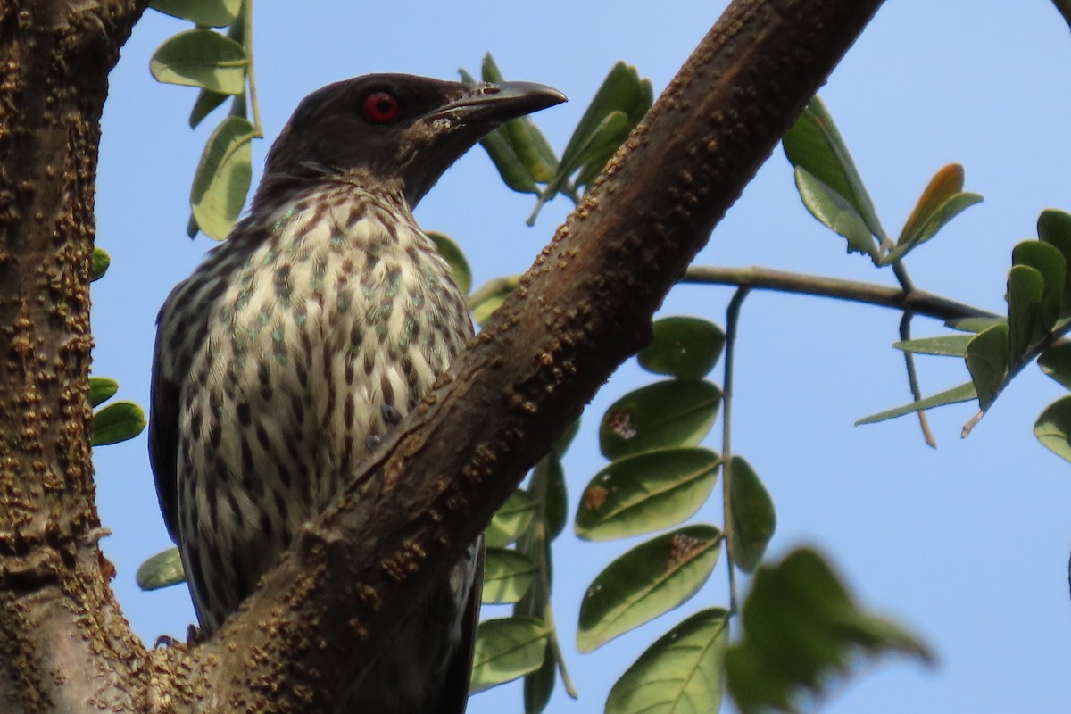 亞洲輝椋鳥 - ML394066641