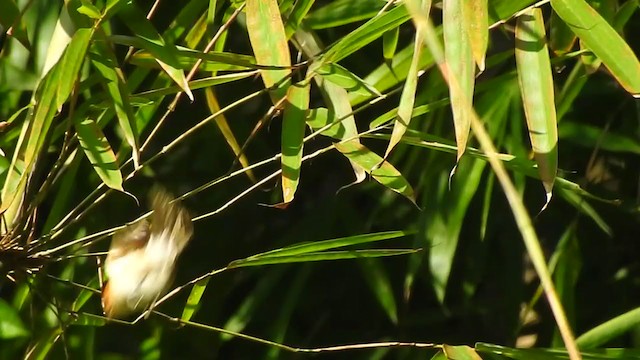 Rufous-headed Parrotbill - ML394067271