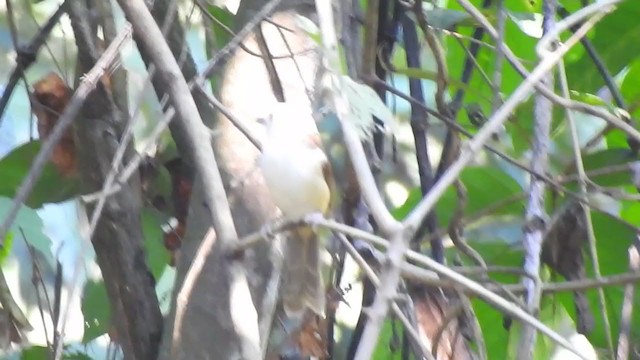 White-hooded Babbler - ML394068021