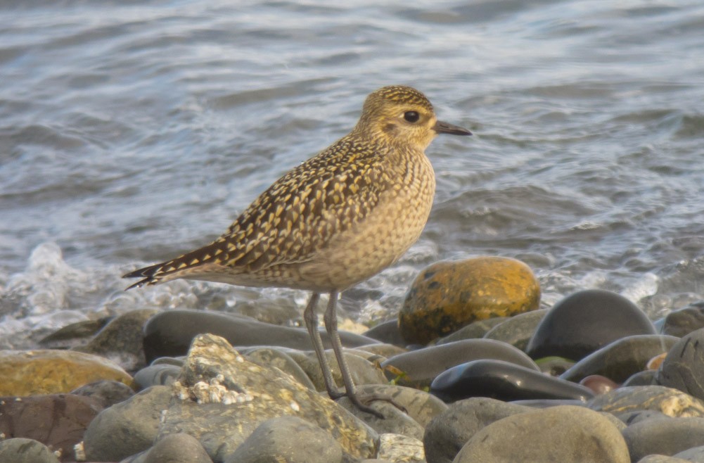 Pacific Golden-Plover - Michael Todd