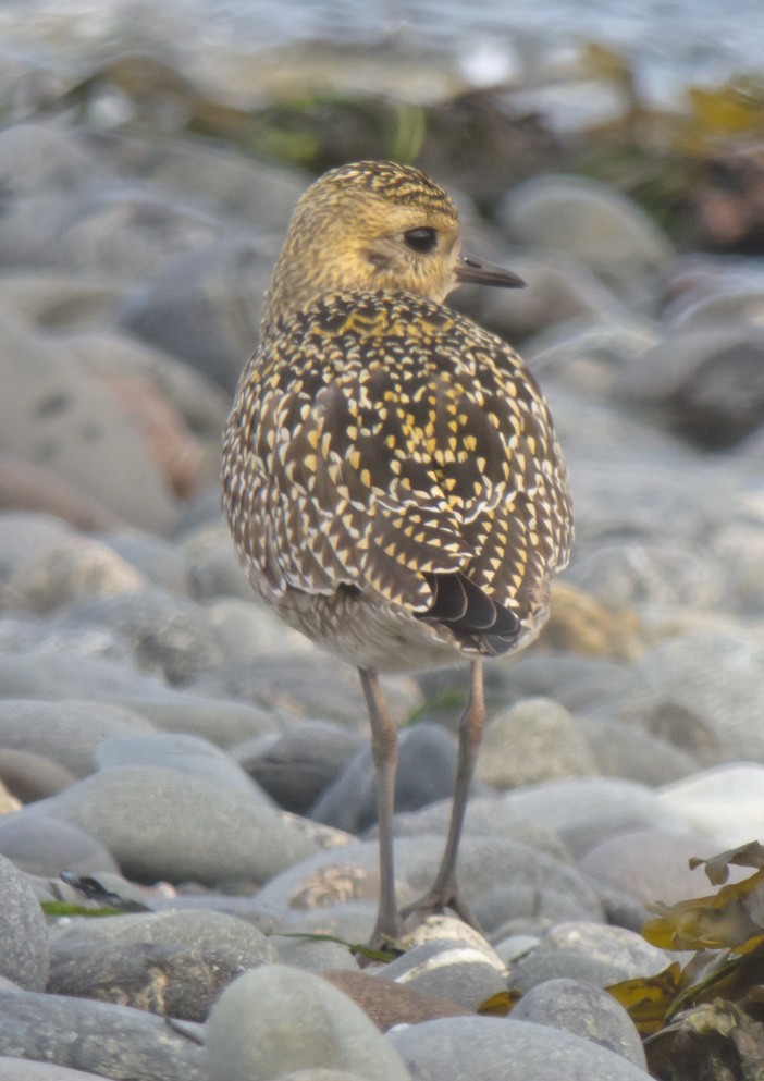 Chorlito Dorado Siberiano - ML39406821