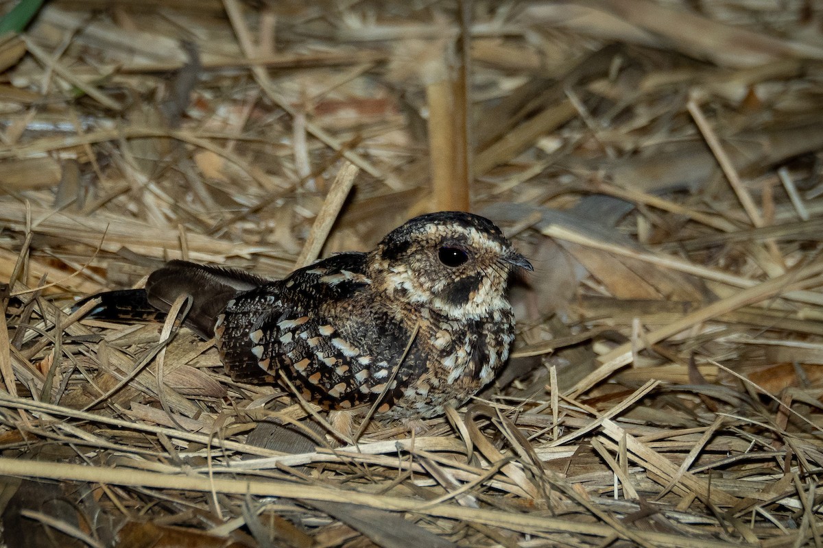 Spot-tailed Nightjar - Vitor Rolf Laubé