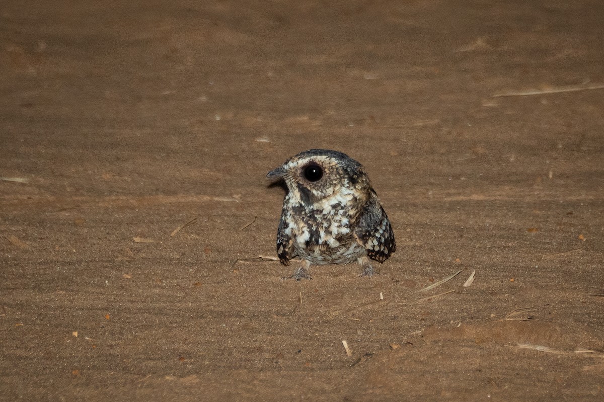 Spot-tailed Nightjar - ML394068271