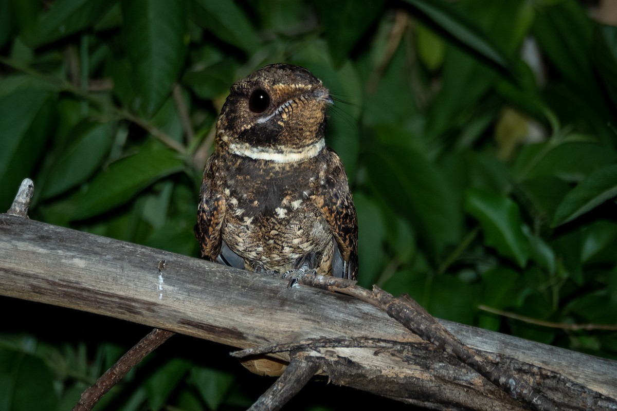 Rufous Nightjar - ML394068391