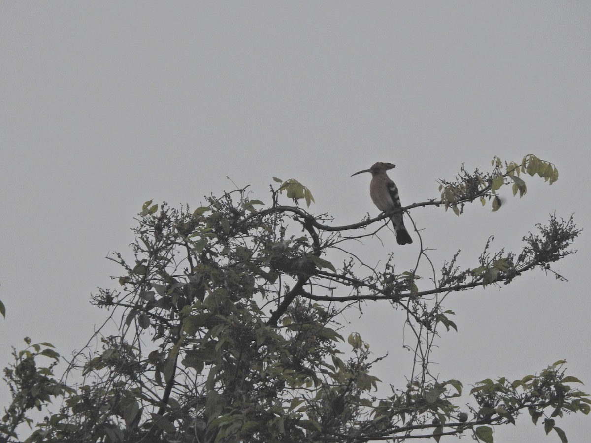 Eurasian Hoopoe - ML394068521