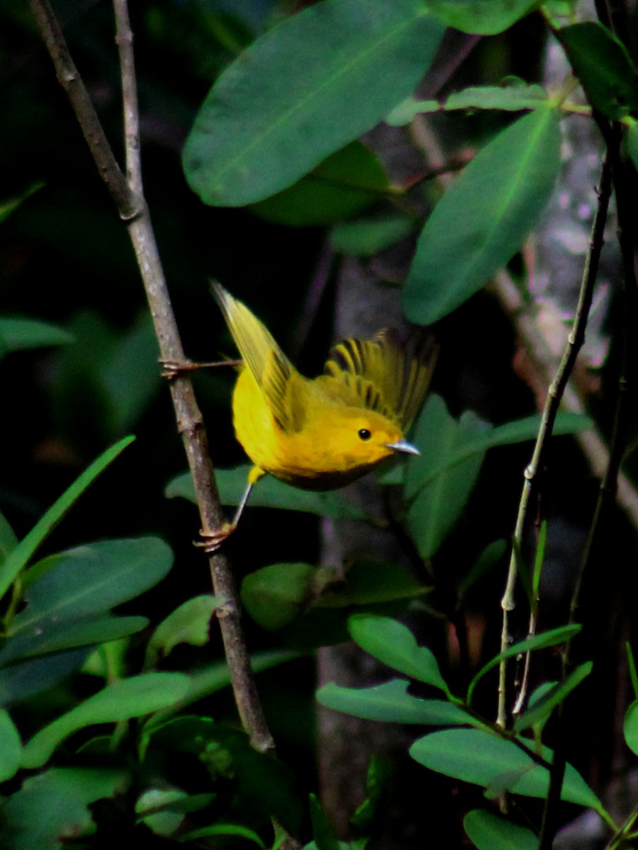 Yellow Warbler - ML394069131