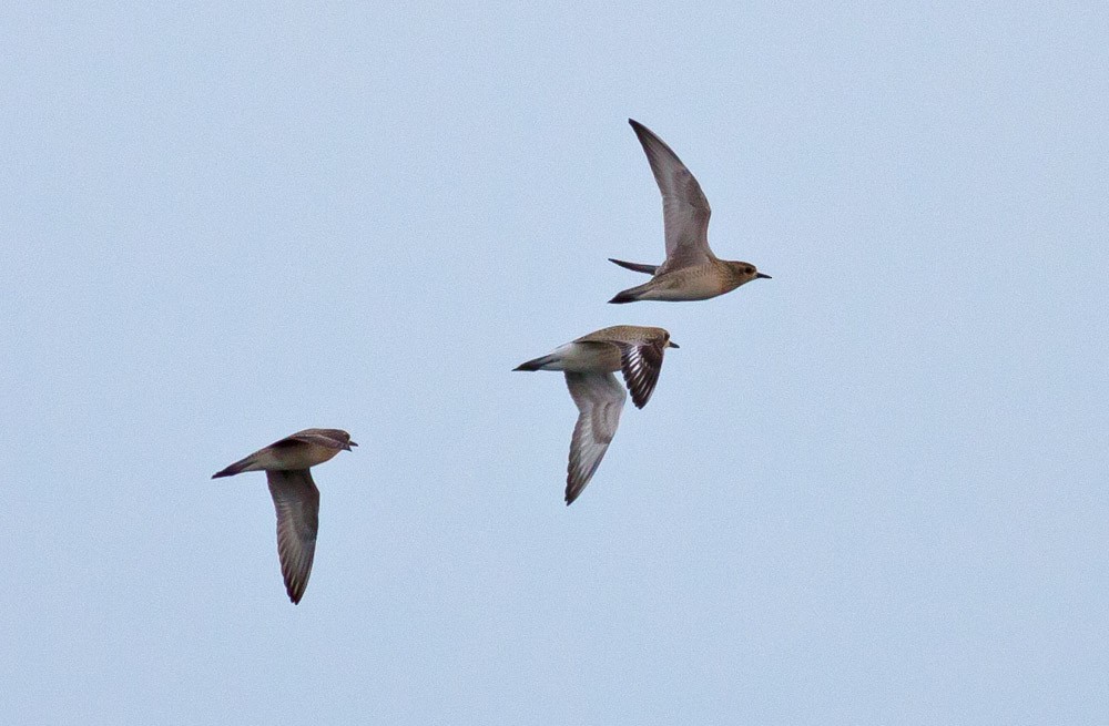 Pacific Golden-Plover - ML39406941