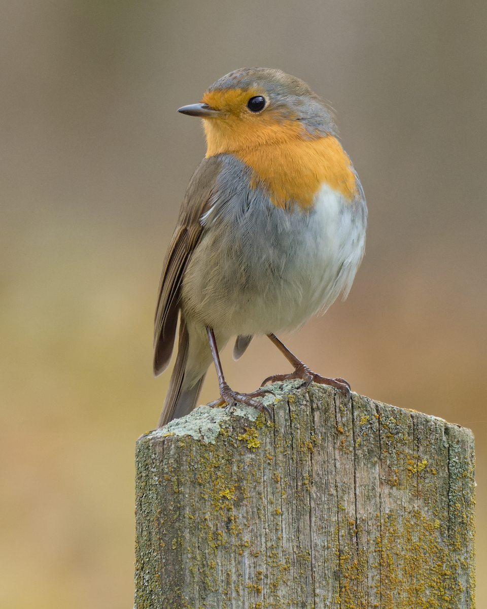 European Robin - ML394070101