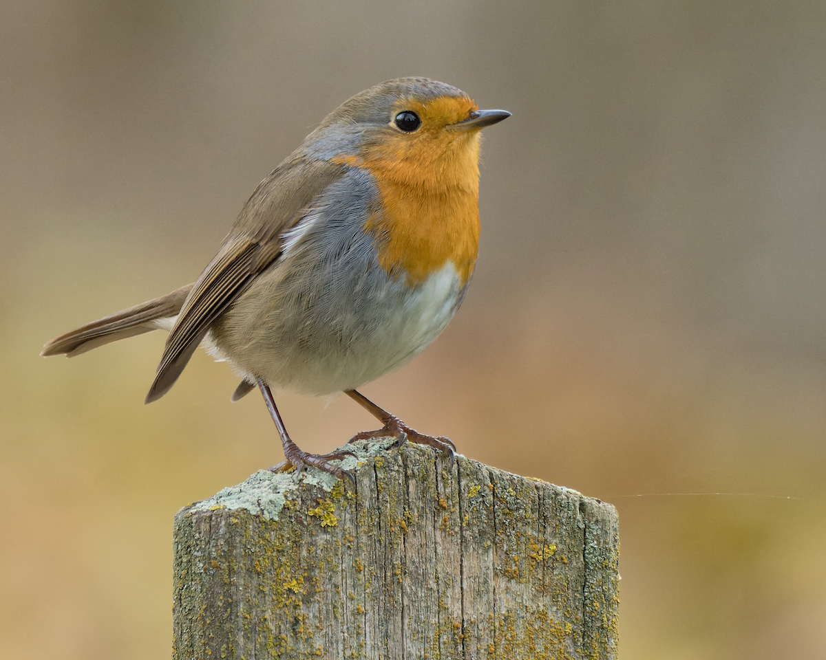 European Robin - Juan Parra Caceres