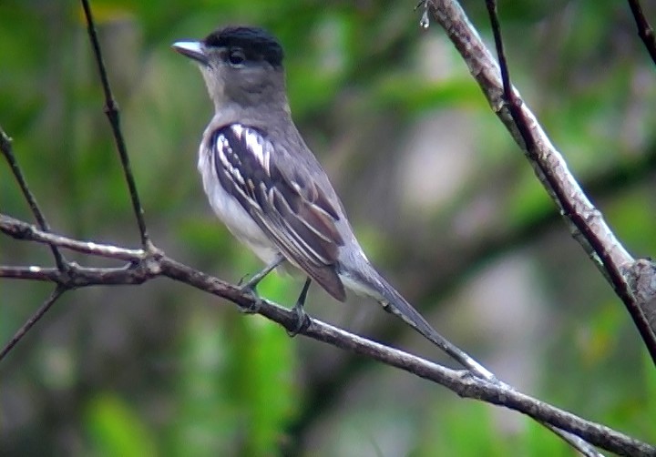 White-winged Becard - ML394070551