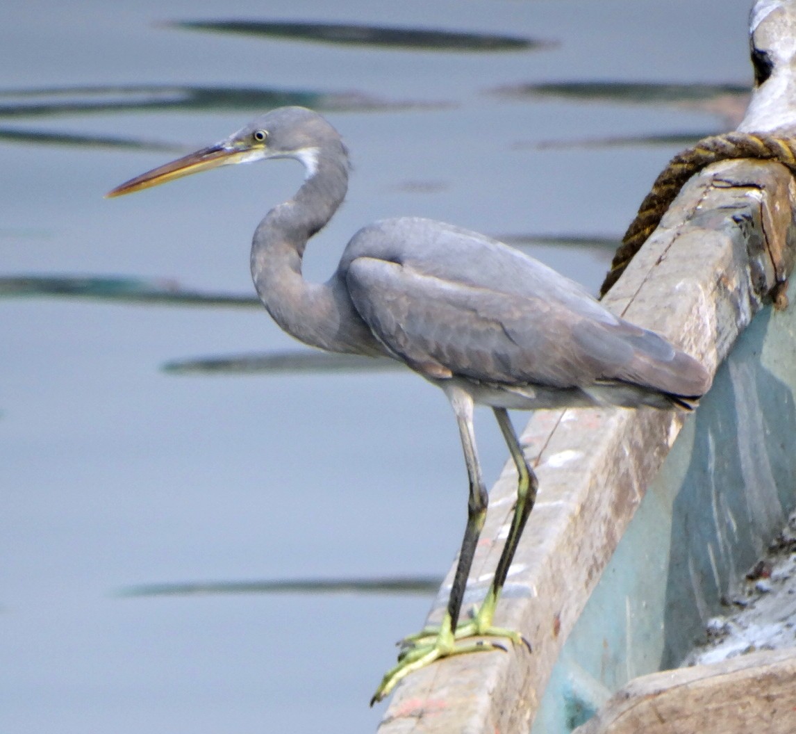 Western Reef-Heron - ML394073611