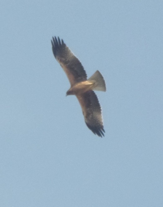 Booted Eagle - ML394079141