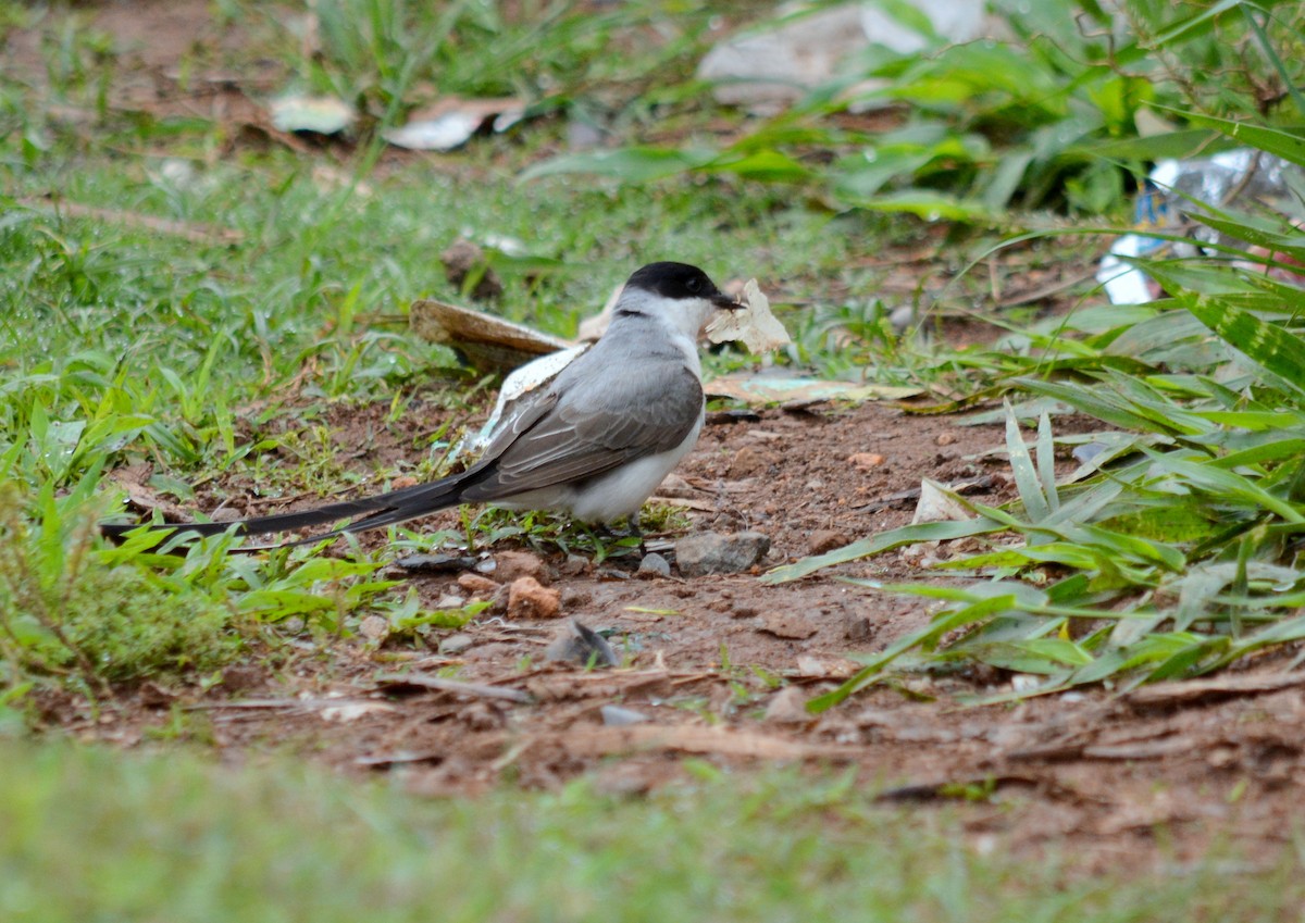 Fork-tailed Flycatcher - Julio Cesar Filipino