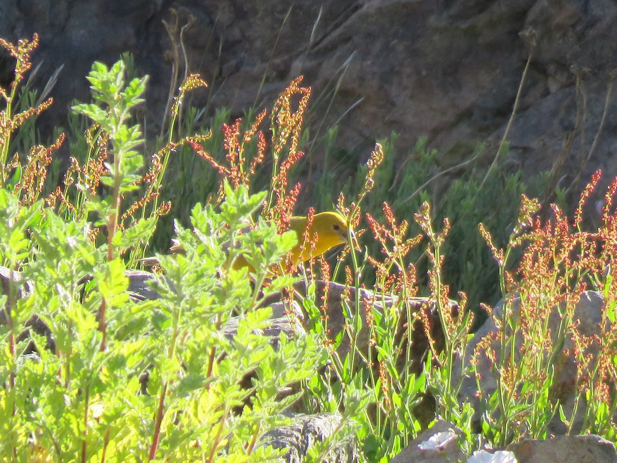 Greater Yellow-Finch - ML394081191