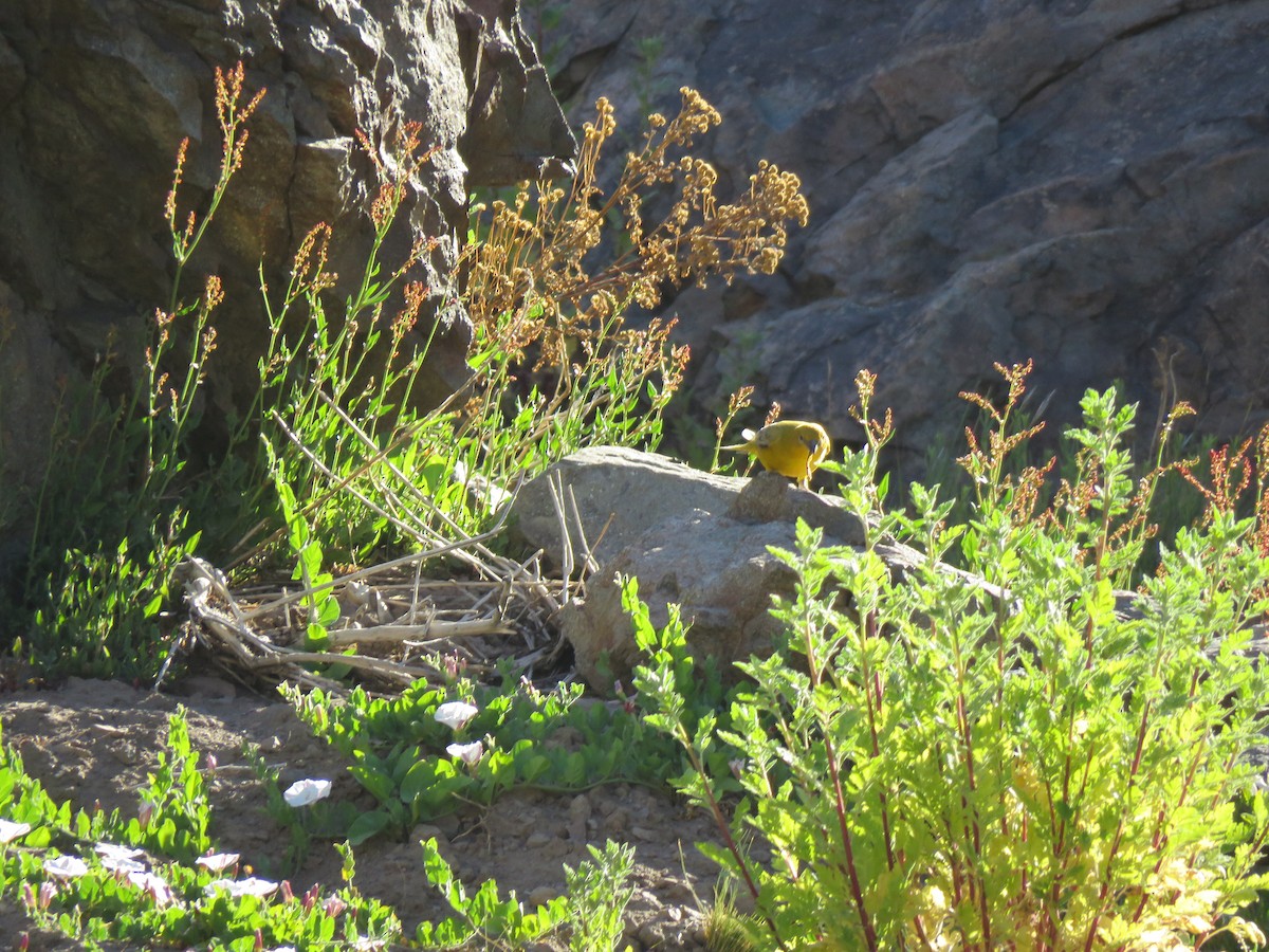 Greater Yellow-Finch - ML394081211