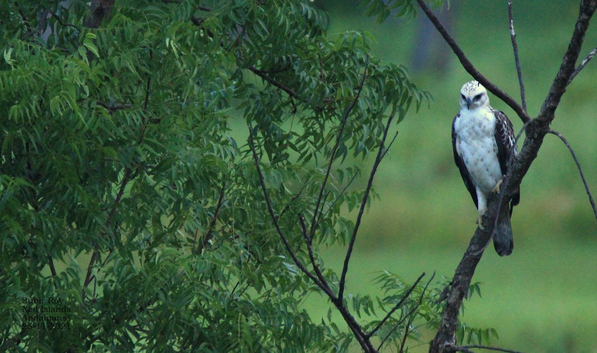 Changeable Hawk-Eagle - Subir Roy