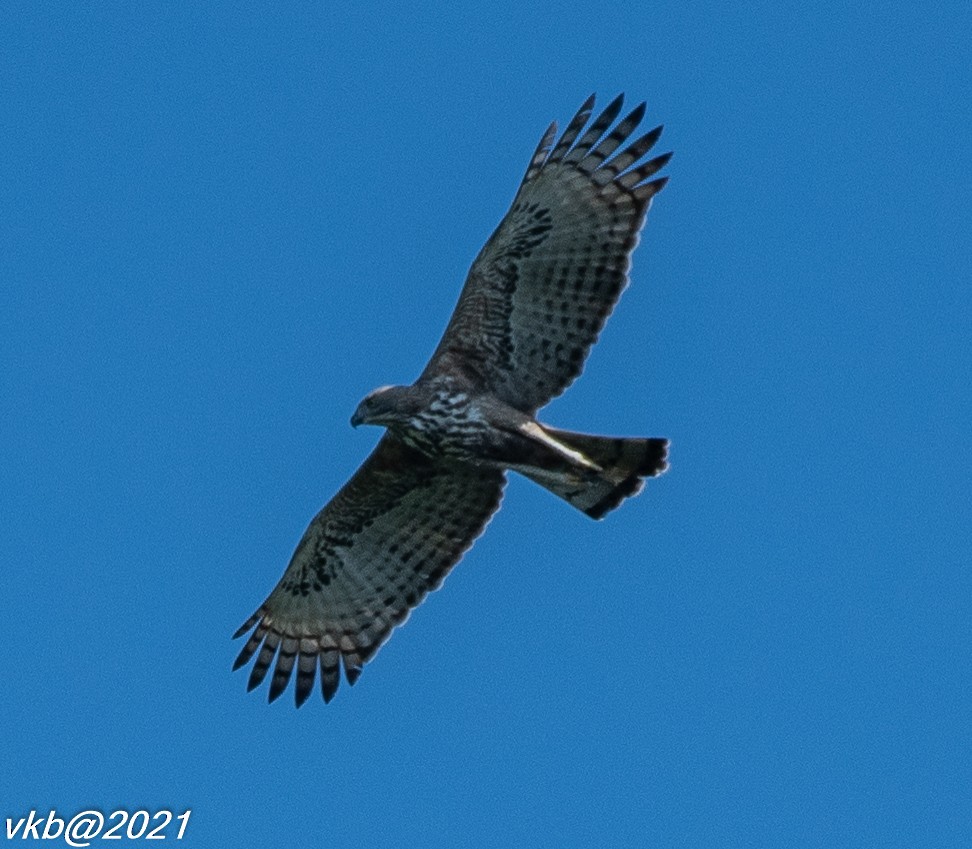 Changeable Hawk-Eagle (Crested) - ML394082911