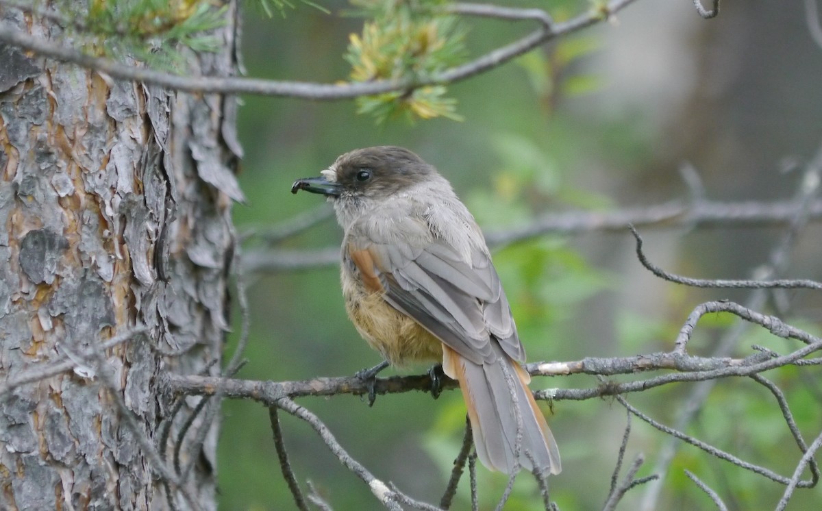 Siberian Jay - František Kopecký