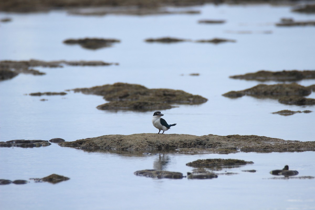 Collared Kingfisher - ML394083591